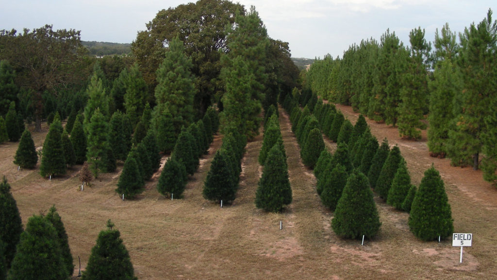 Oklahoma Grown | Oklahoma Christmas Tree Association